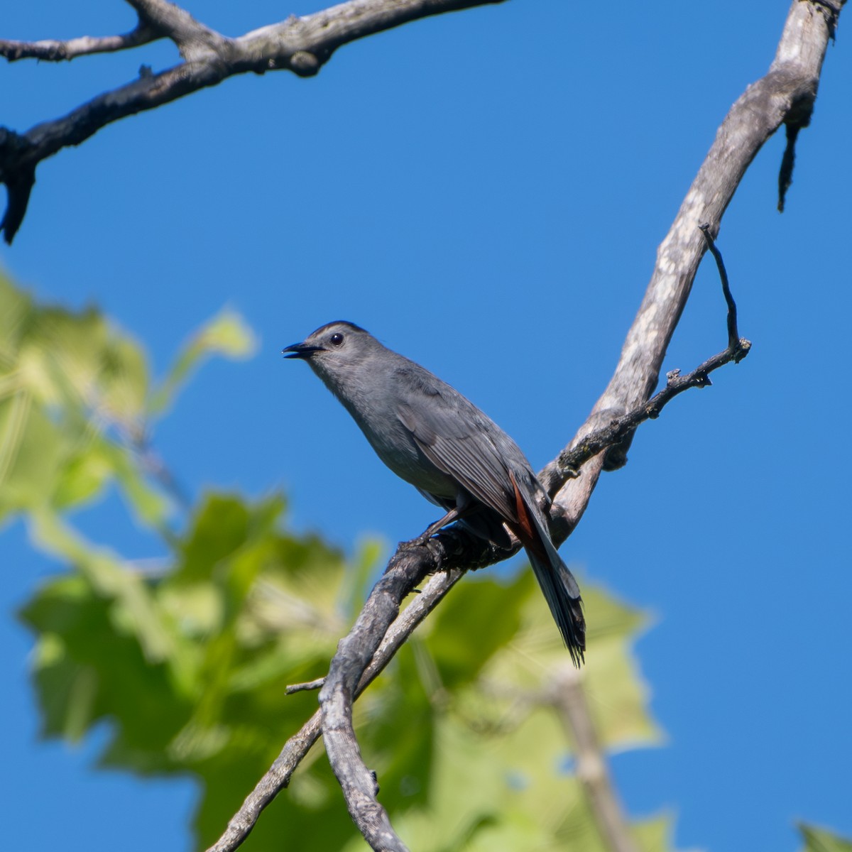 Gray Catbird - ML620456147