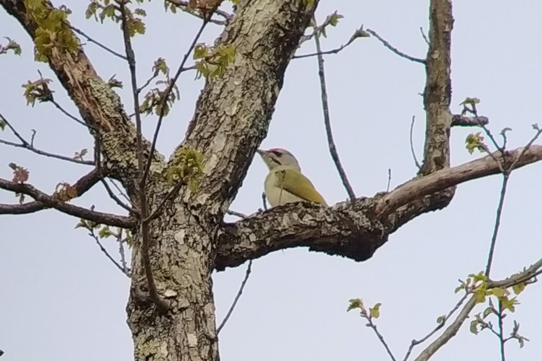 Gray-headed Woodpecker (Gray-headed) - ML620456161