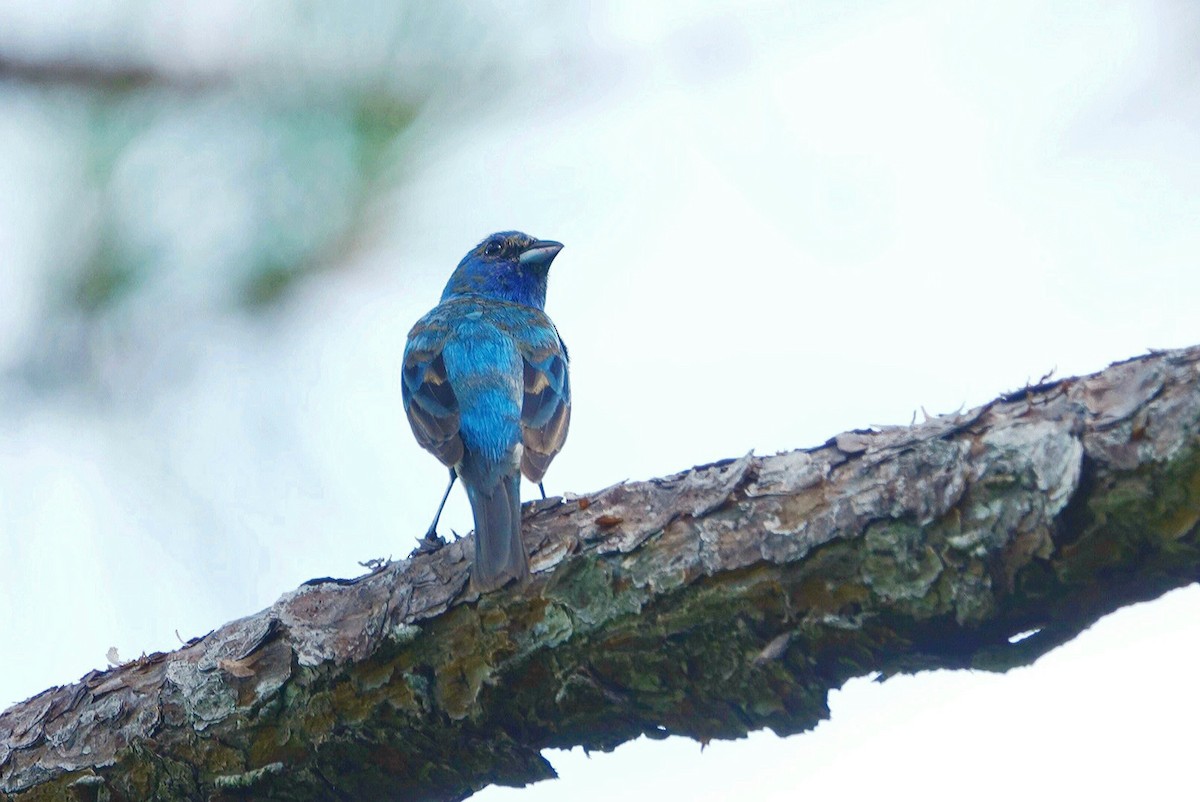 Indigo Bunting - ML620456167