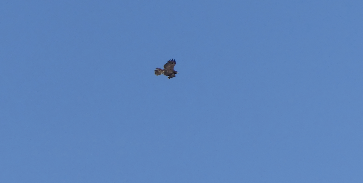 Red-tailed Hawk (Harlan's) - ML620456168