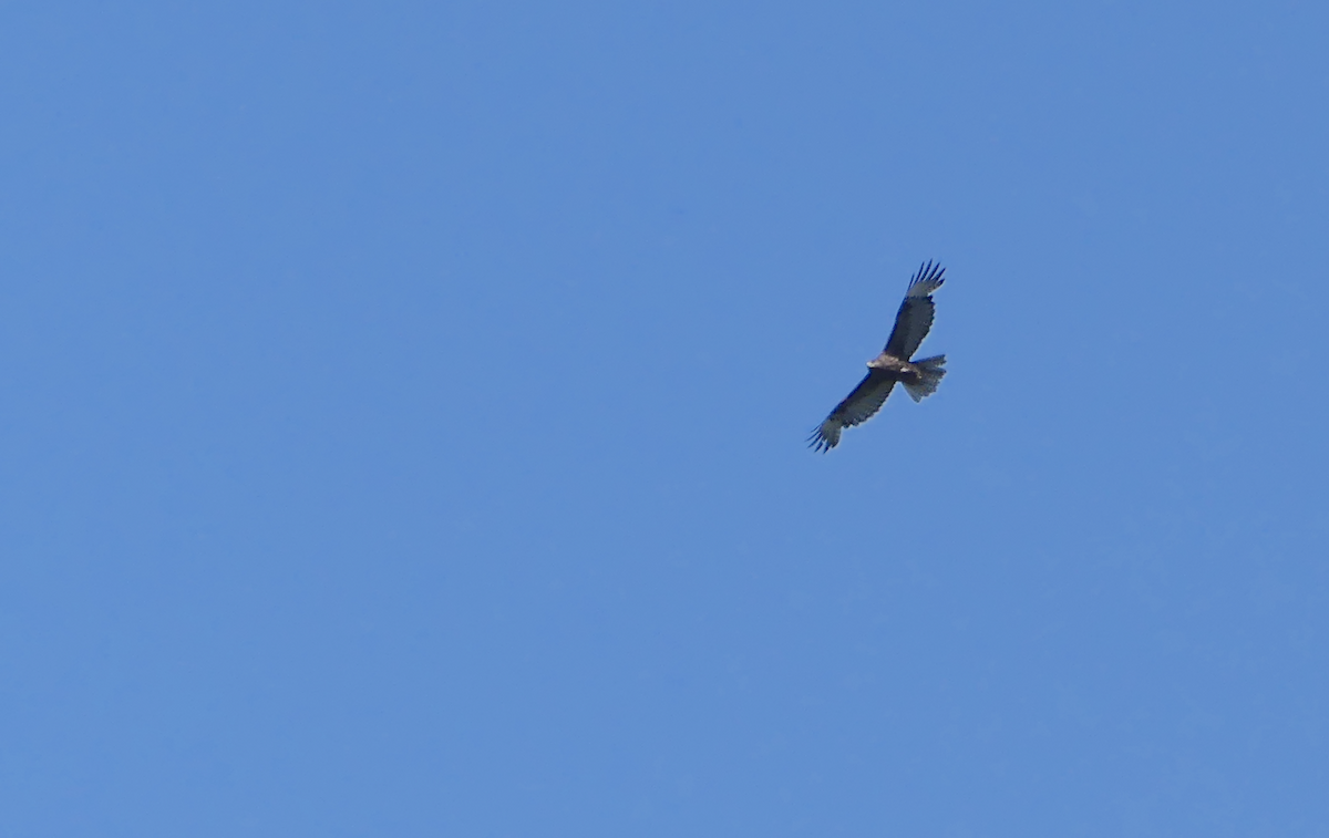 Red-tailed Hawk (Harlan's) - ML620456169