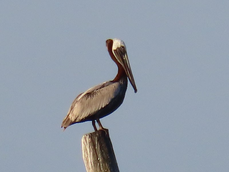 pelikán hnědý (ssp. carolinensis) - ML620456177