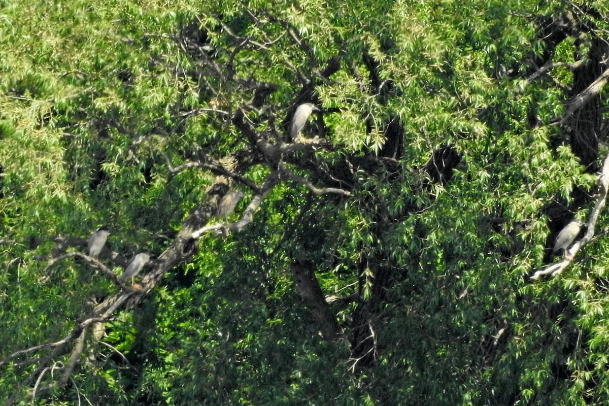 Black-crowned Night Heron - ML620456178