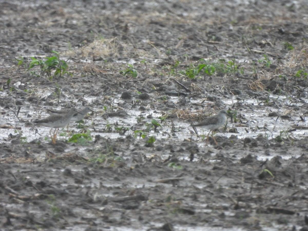 Lesser Yellowlegs - ML620456182