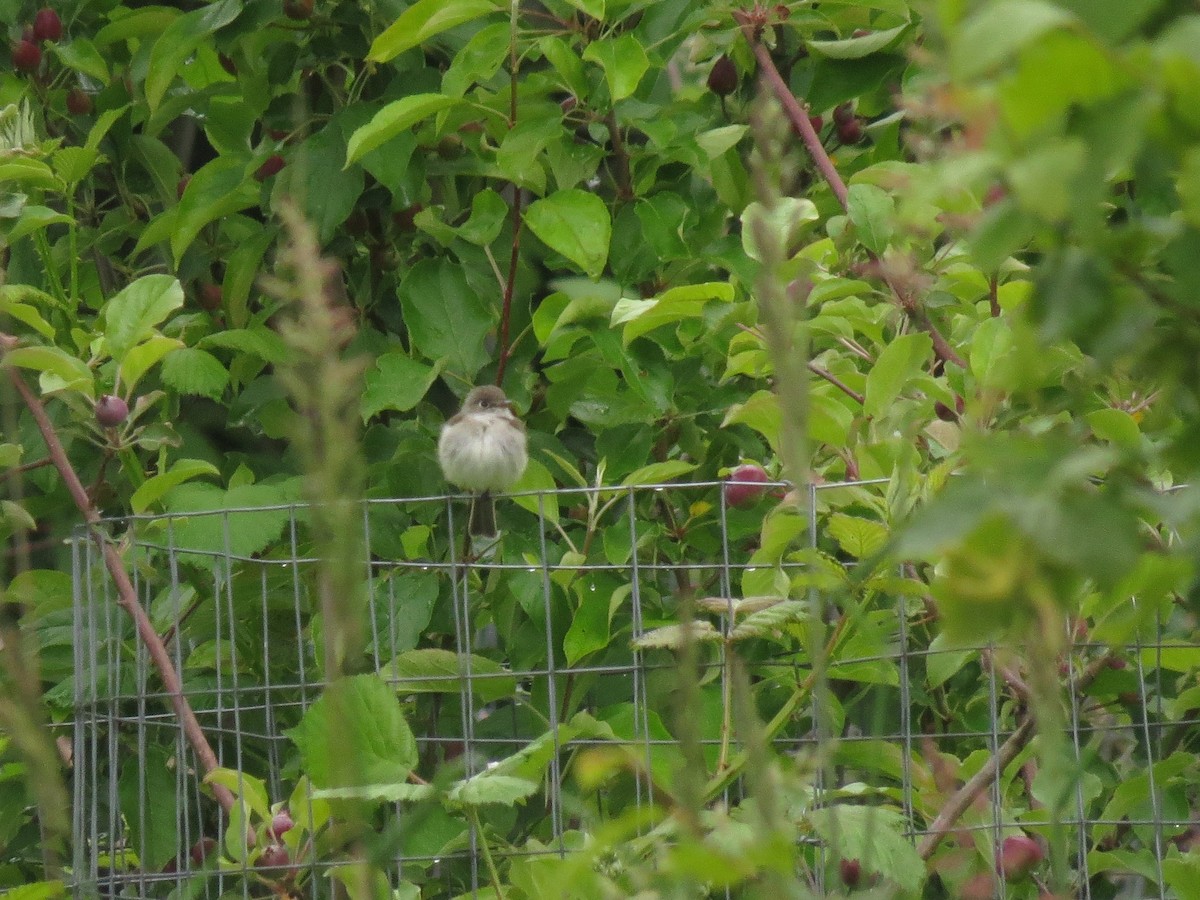 Least Flycatcher - ML620456185