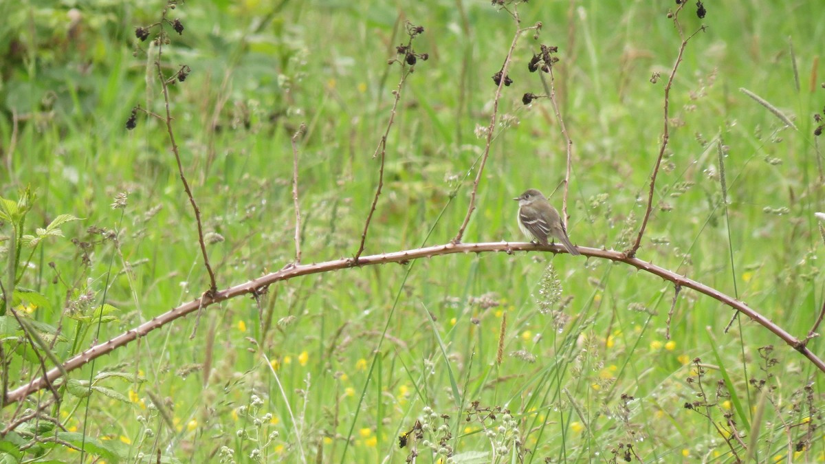 Least Flycatcher - ML620456186