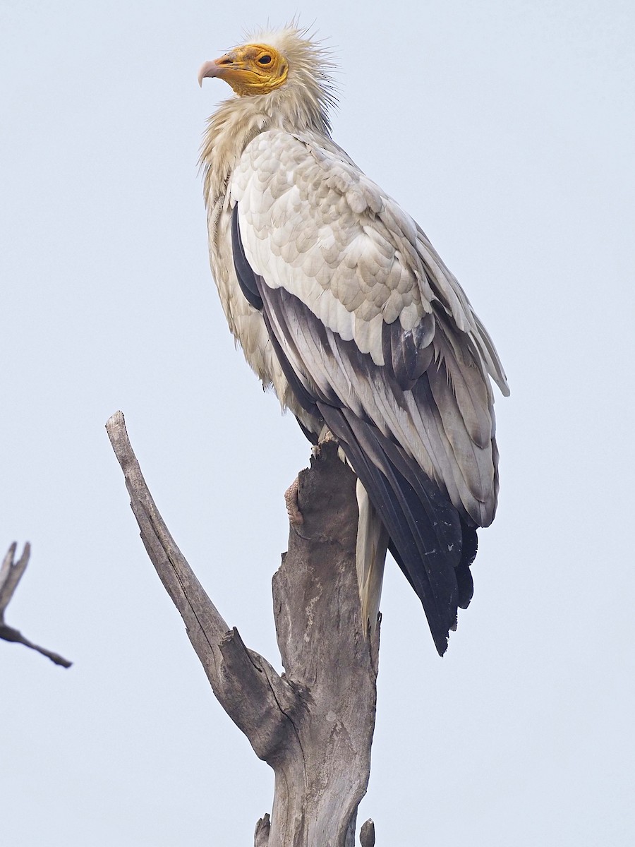 Egyptian Vulture - ML620456195