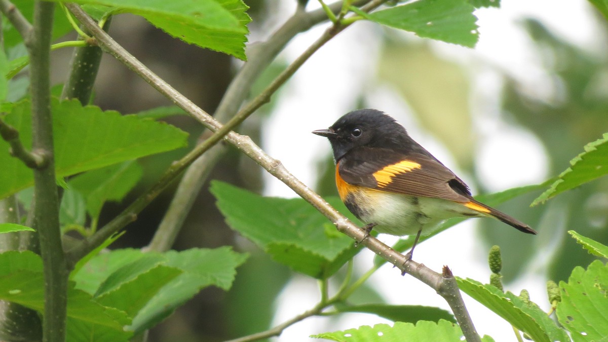 American Redstart - ML620456204