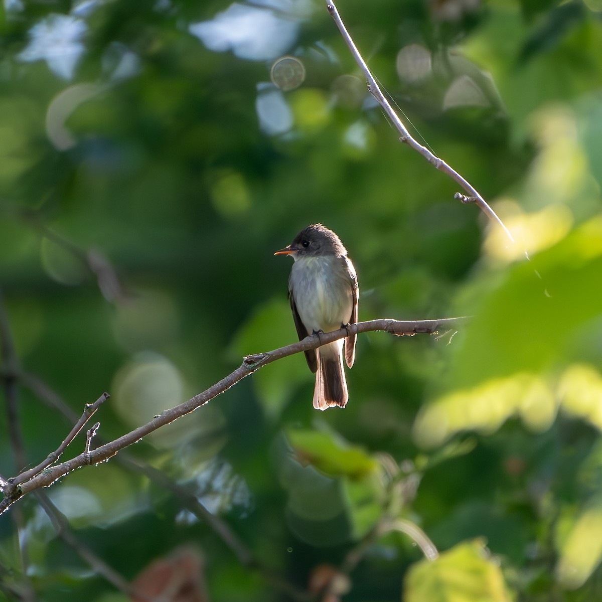 Eastern Wood-Pewee - ML620456212