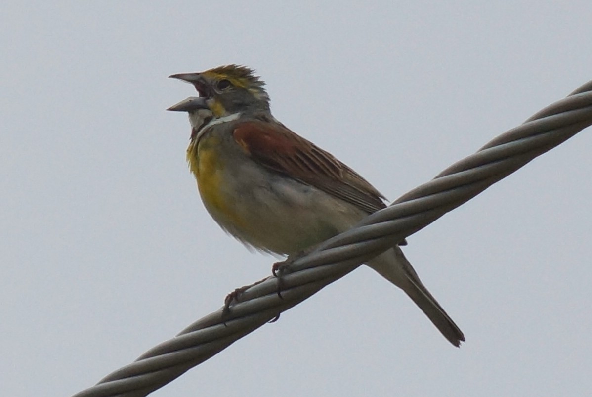 Dickcissel - ML620456213