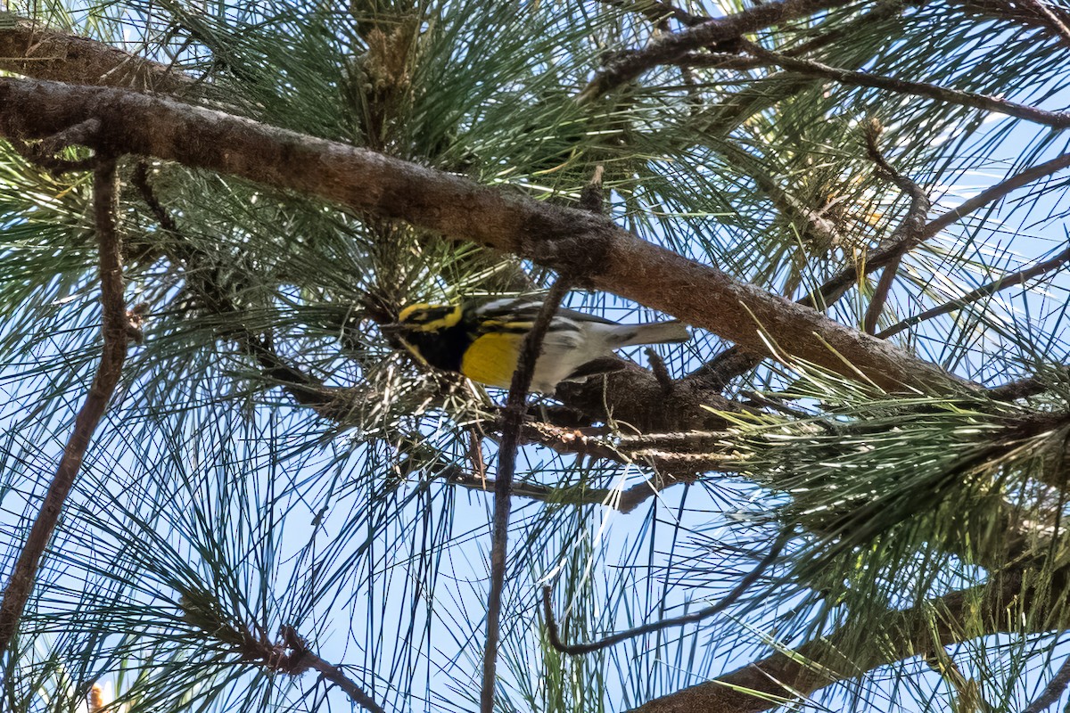 Townsend's Warbler - ML620456226