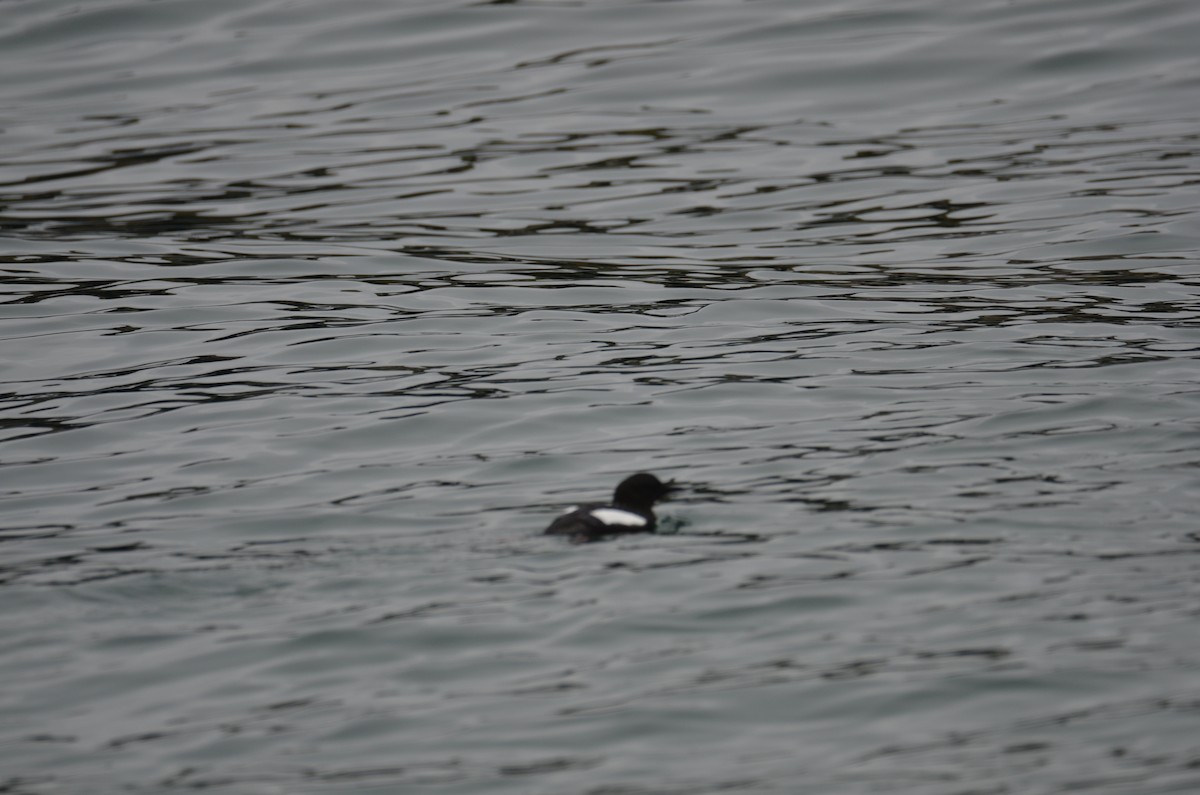 Black Guillemot - ML620456231