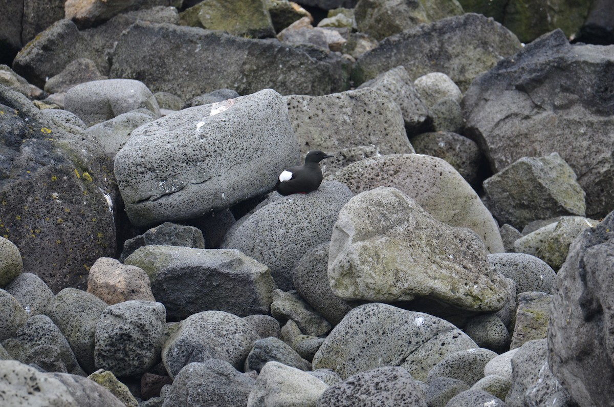 Black Guillemot - ML620456234