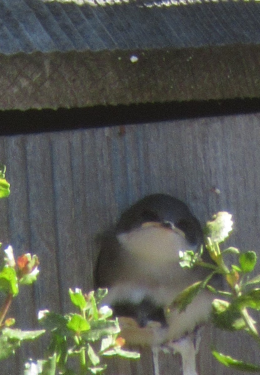 Golondrina Bicolor - ML620456235