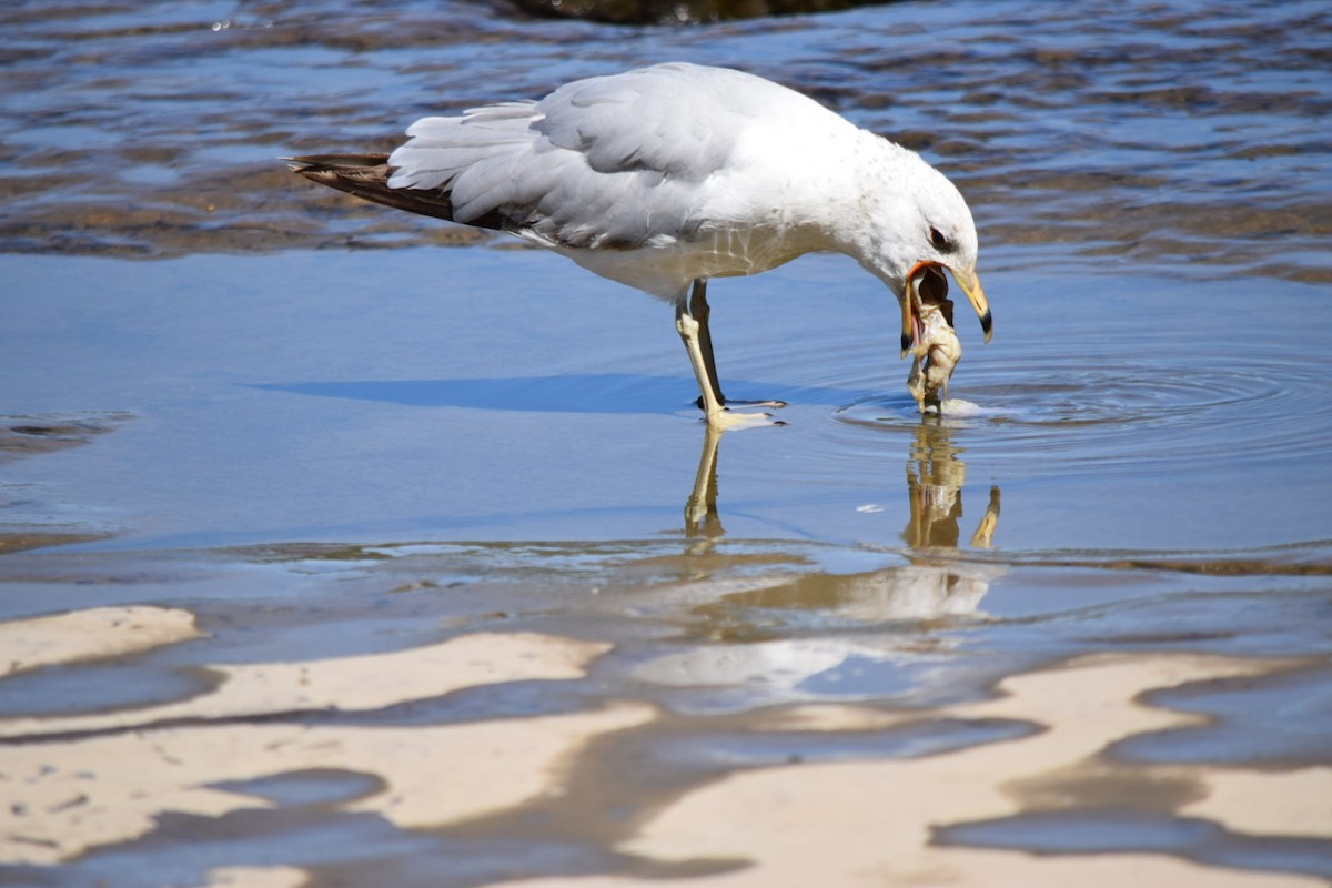 Ring-billed Gull - ML620456242