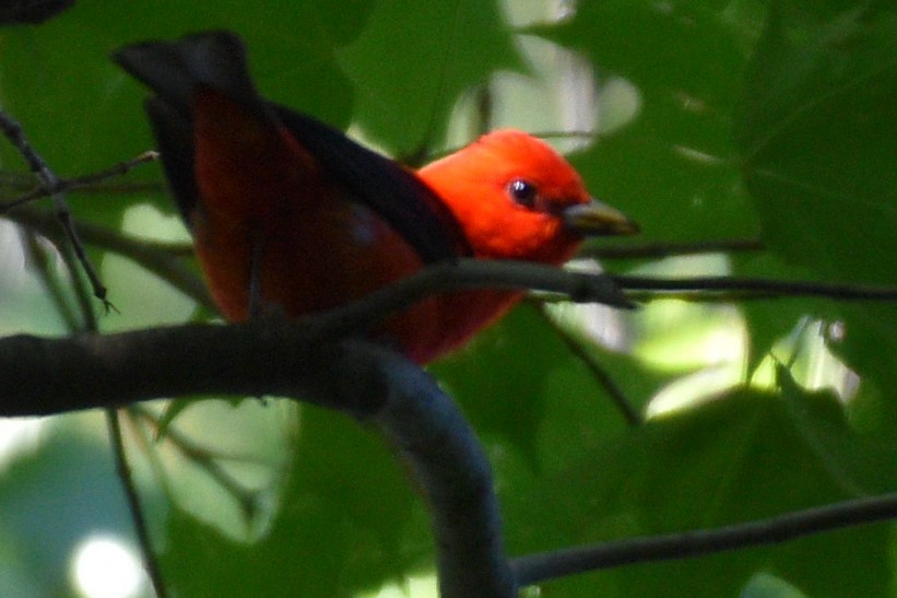 Scarlet Tanager - ML620456254