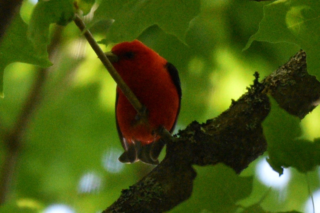 Scarlet Tanager - ML620456255