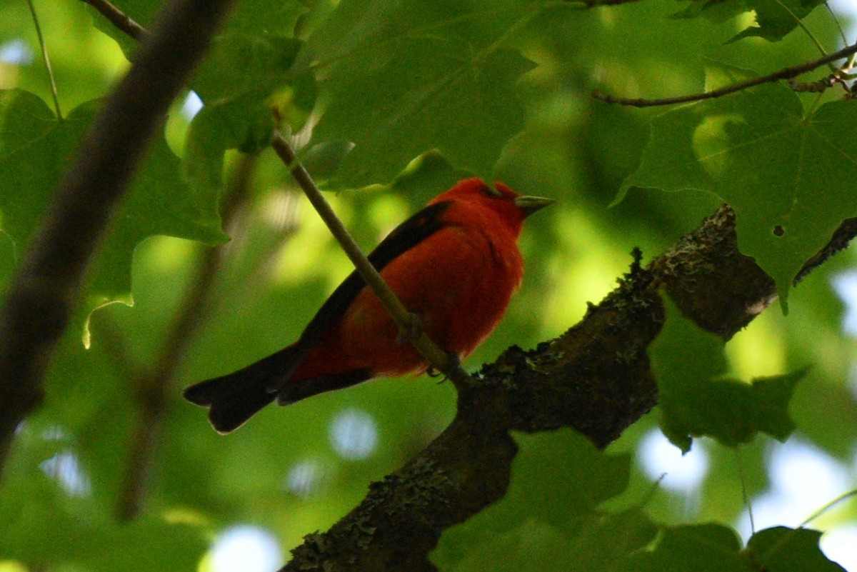 Scarlet Tanager - ML620456256