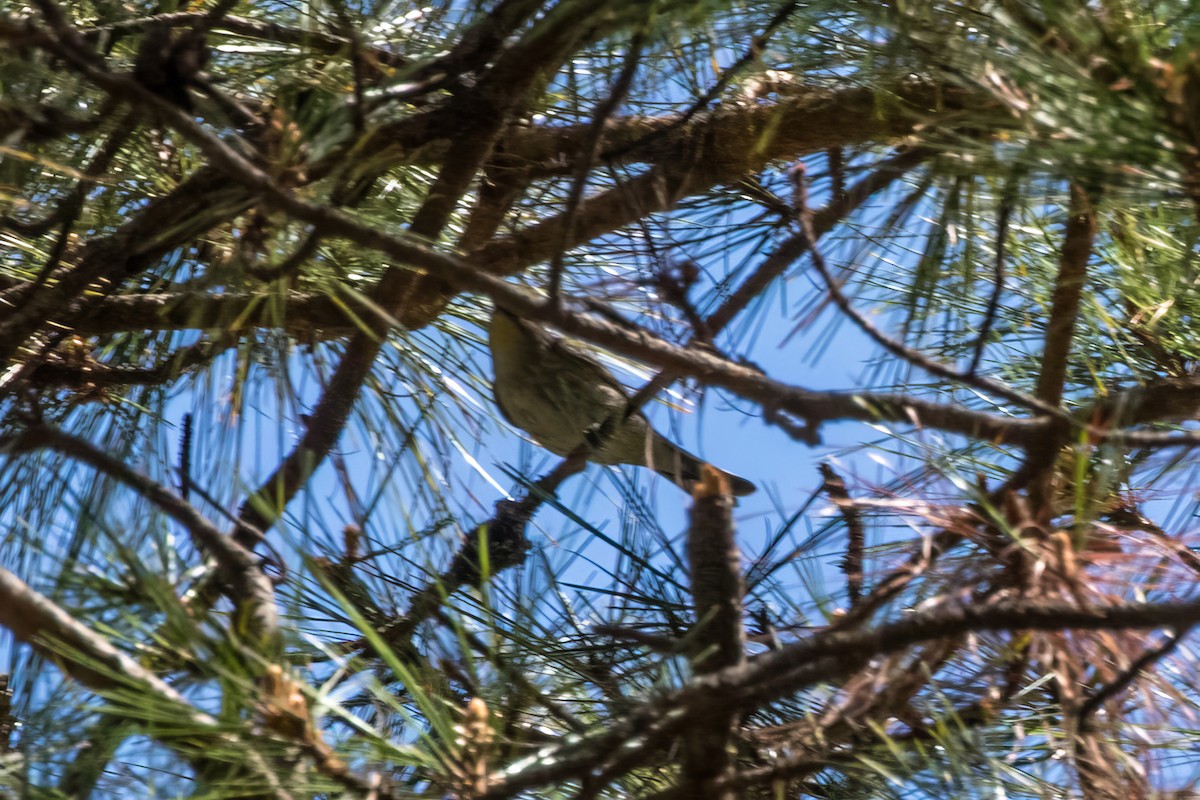 Yellow-rumped Warbler (Audubon's) - ML620456262