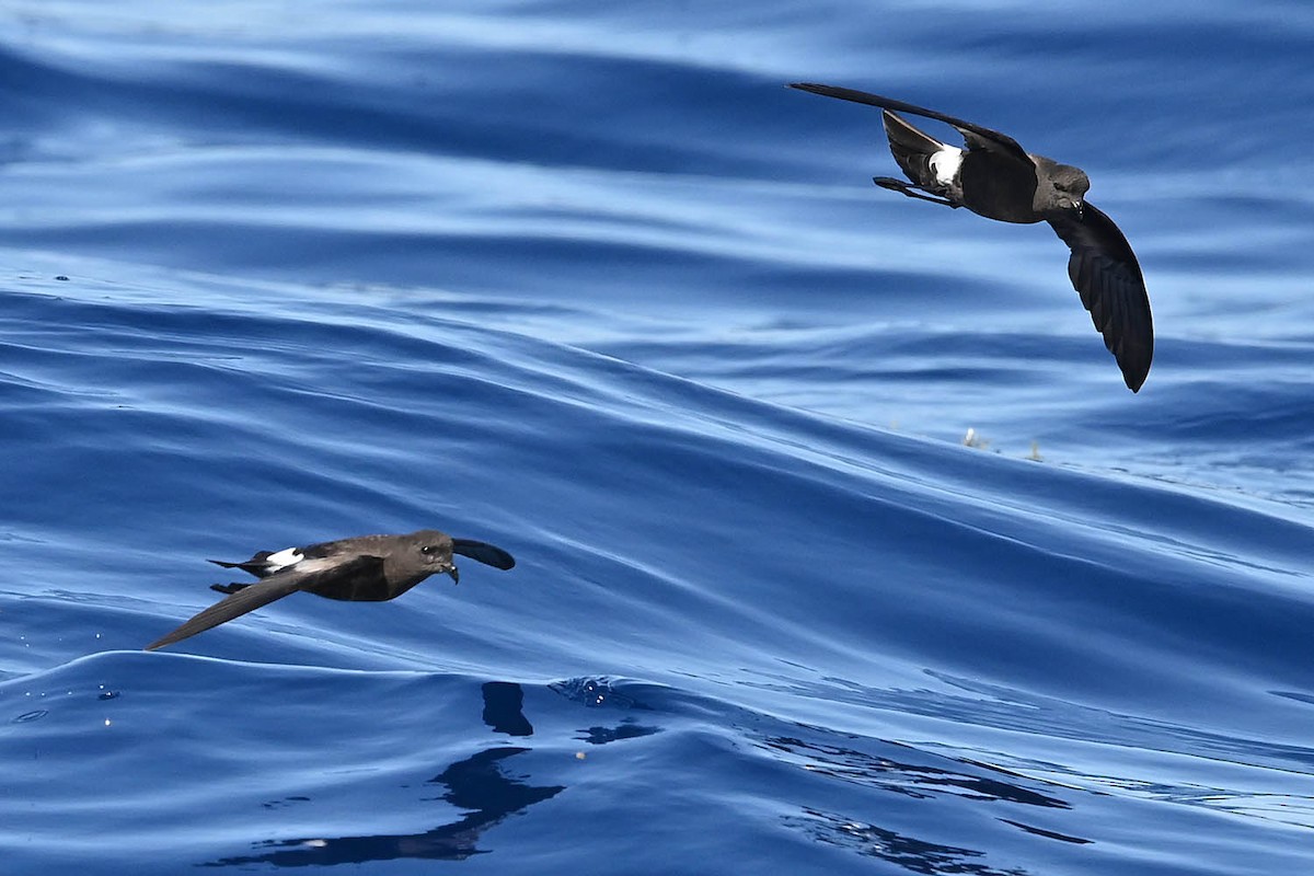 Wilson's Storm-Petrel - ML620456263