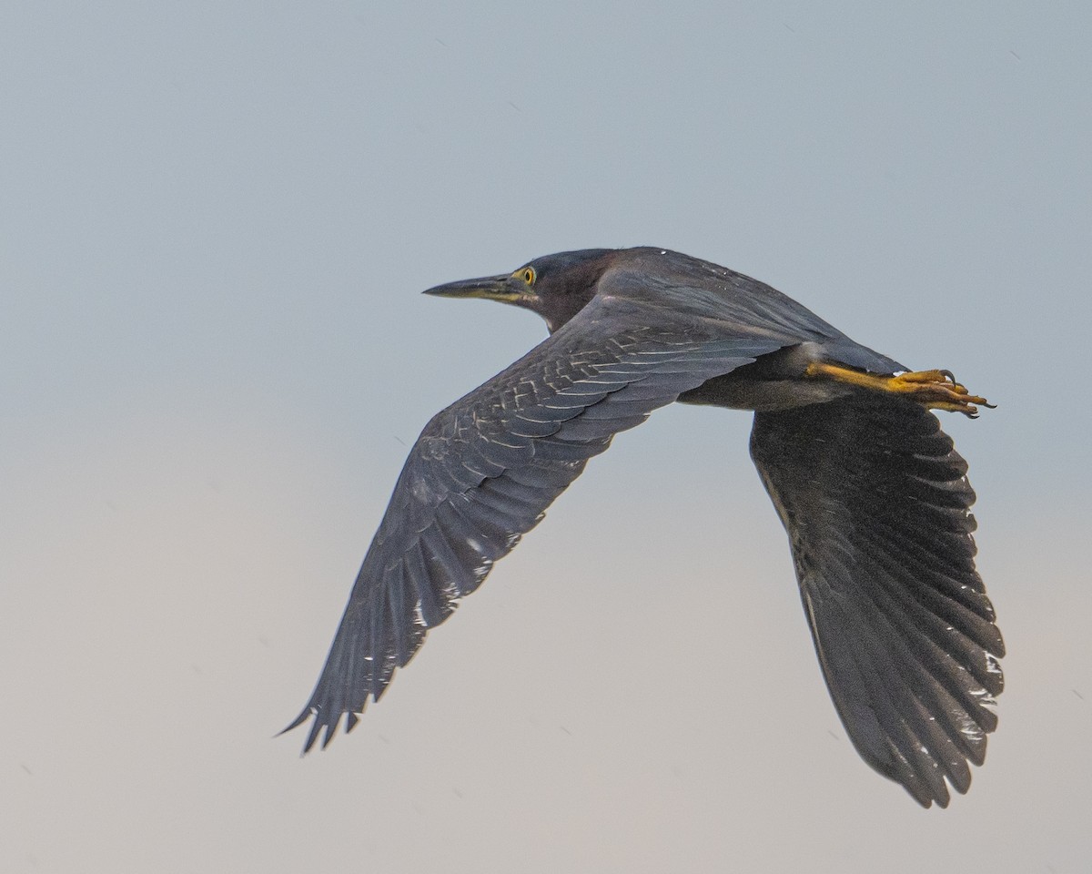 Green Heron - ML620456268