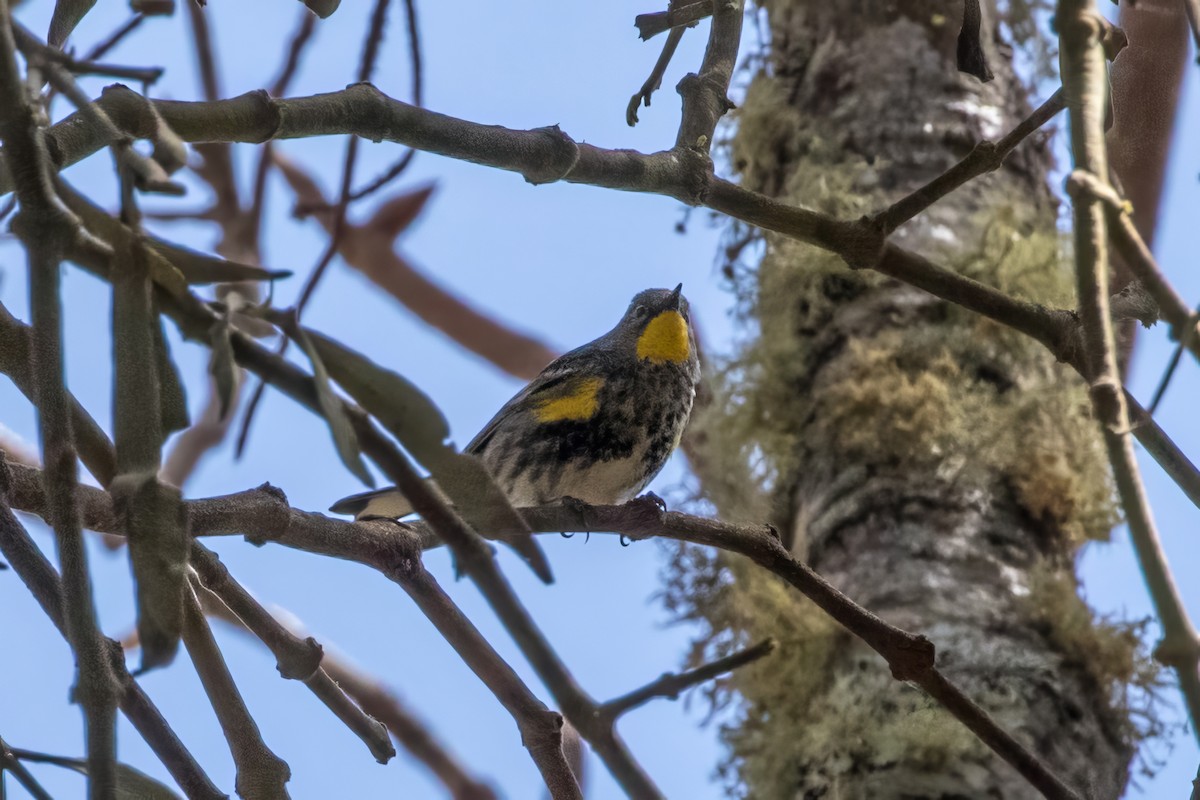 Yellow-rumped Warbler (Audubon's) - ML620456270