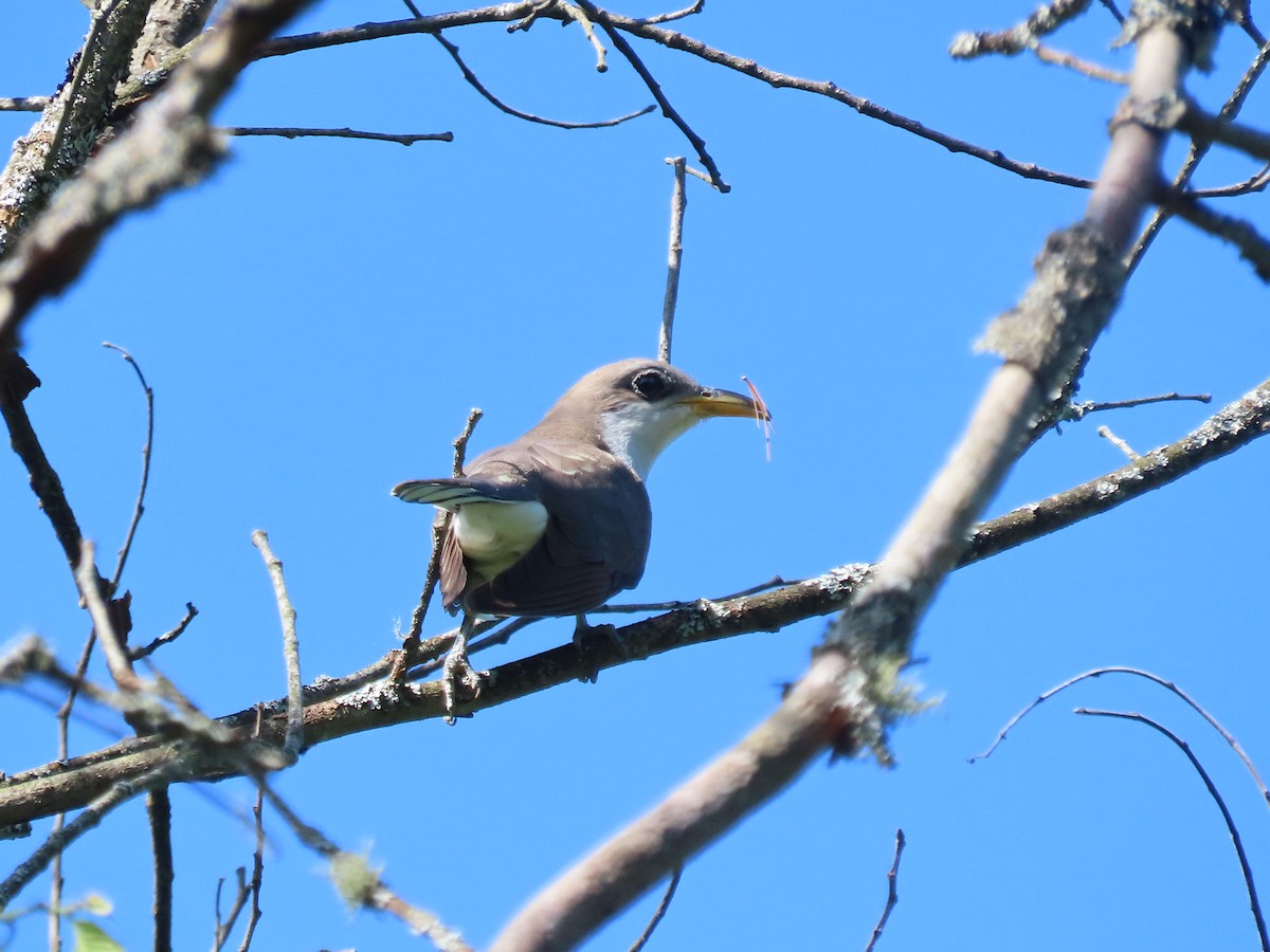 Yellow-billed Cuckoo - David and Regan Goodyear