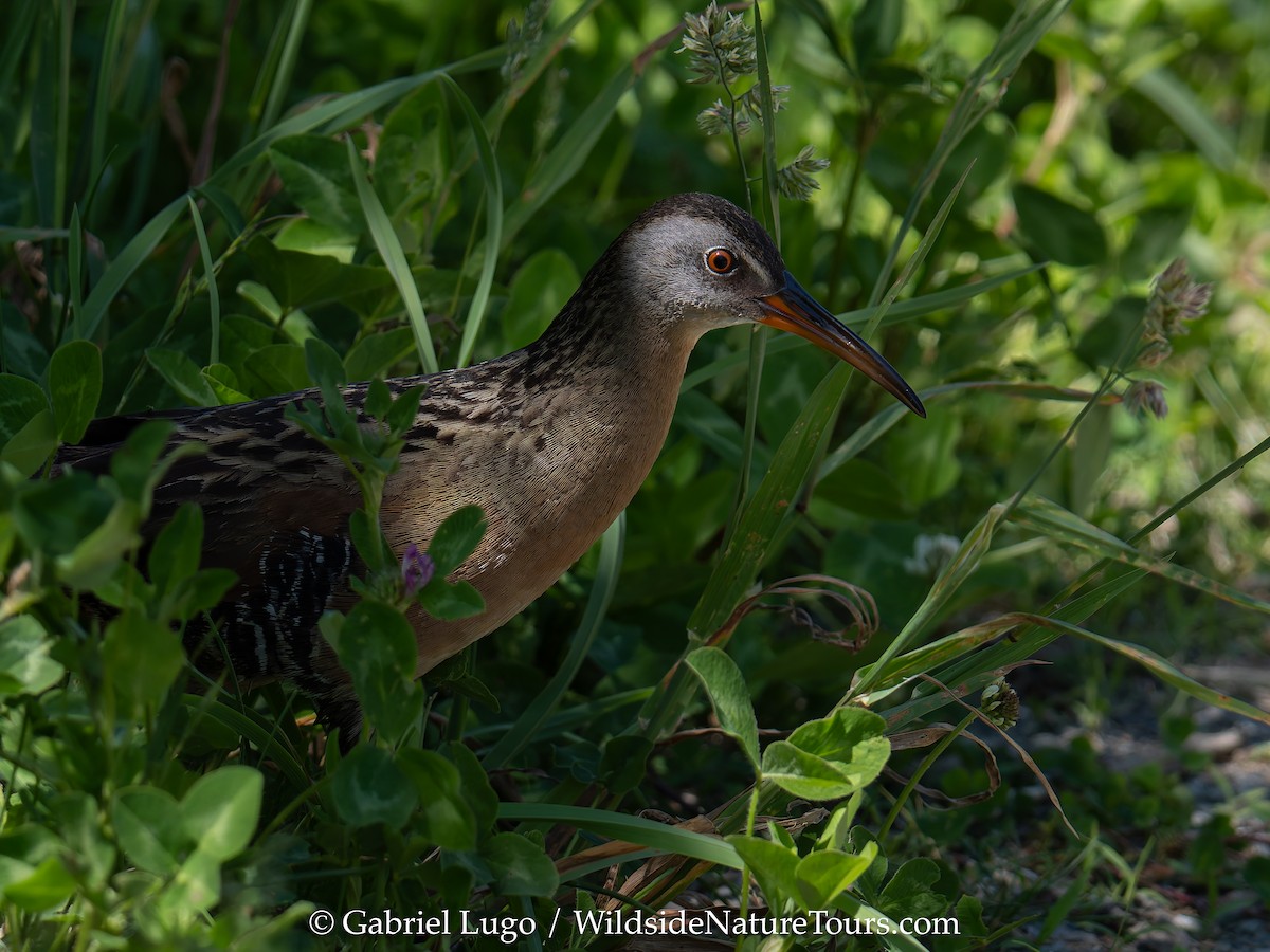 Virginia Rail - ML620456283