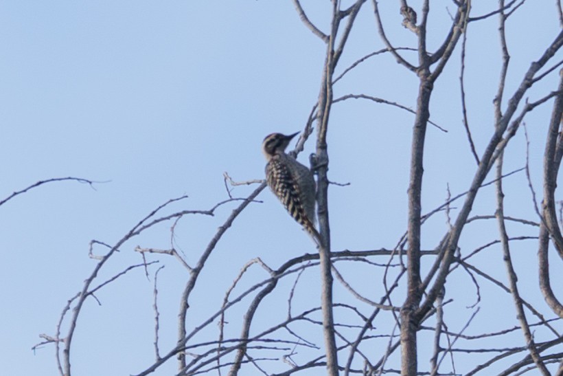 Ladder-backed Woodpecker - ML620456290