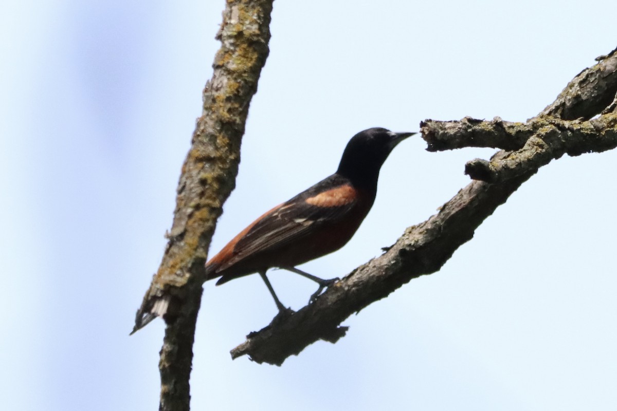 Orchard Oriole - ML620456293
