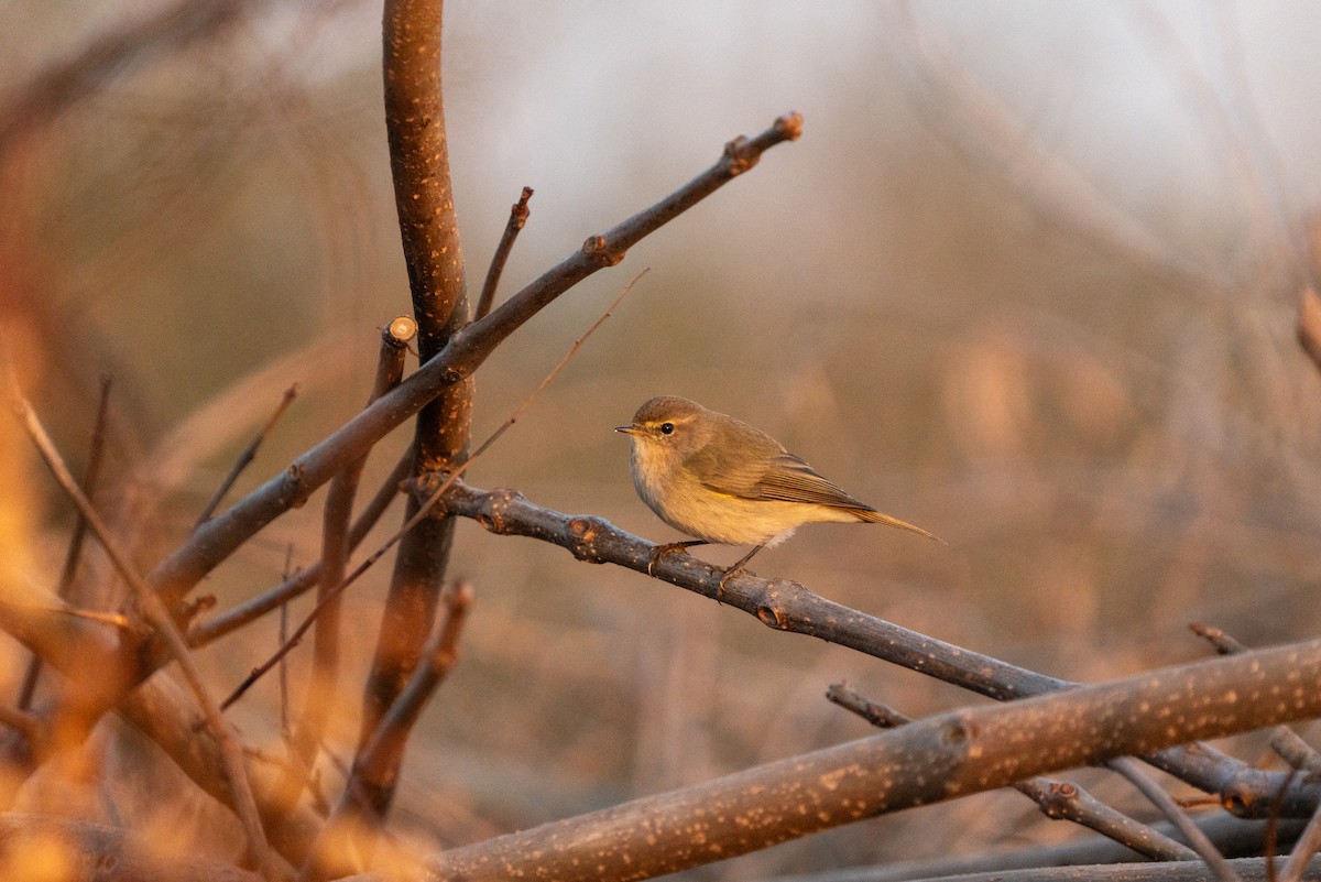 Common Chiffchaff - ML620456294