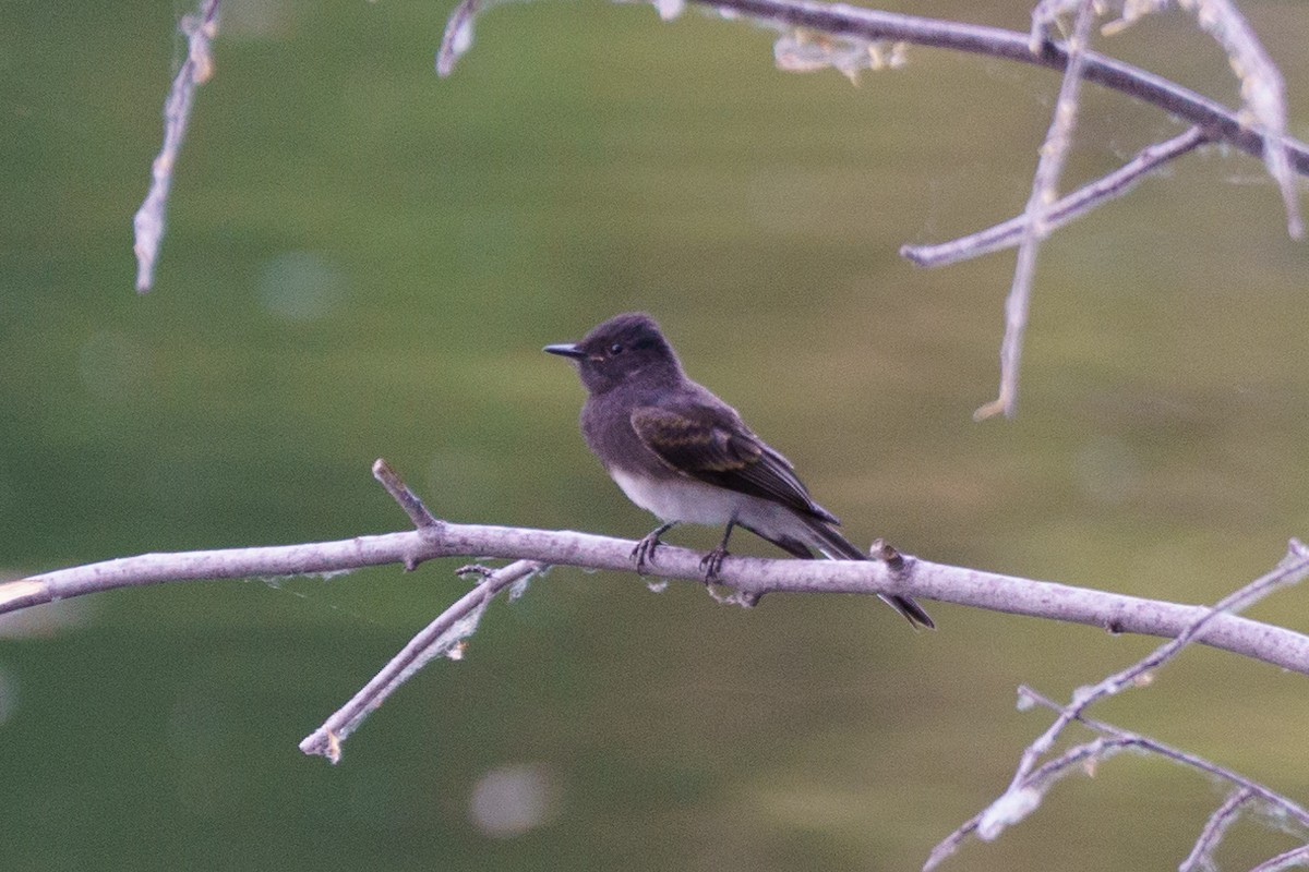 Black Phoebe - ML620456296