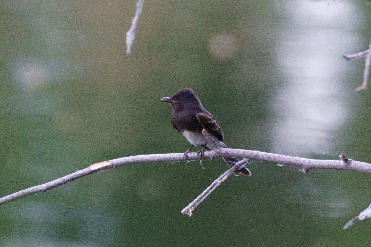 Black Phoebe - ML620456297