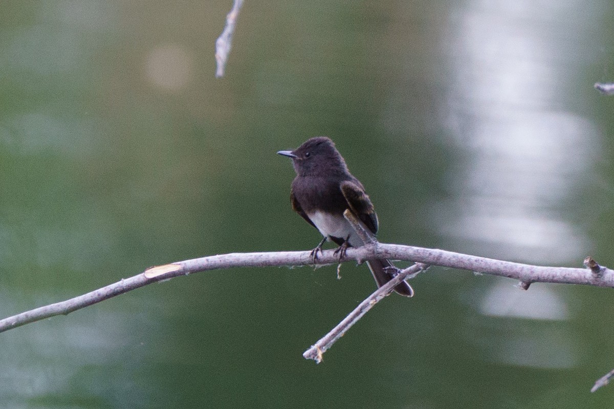 Black Phoebe - Conor Tompkins