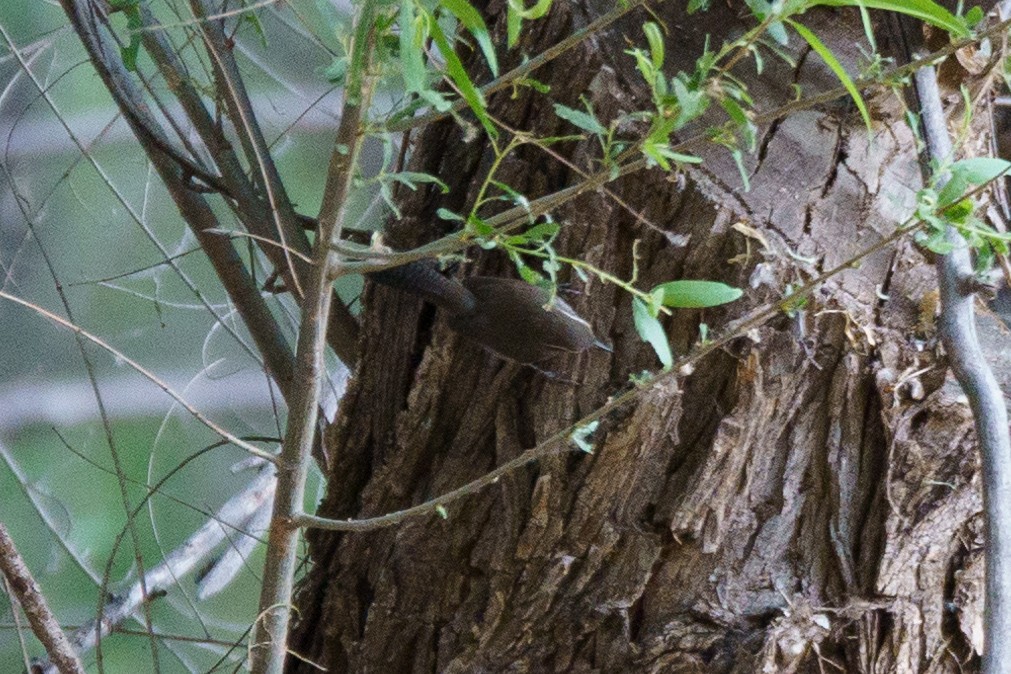 Bewick's Wren - ML620456307