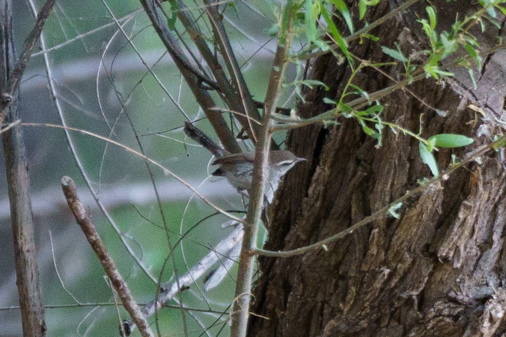 Bewick's Wren - ML620456308