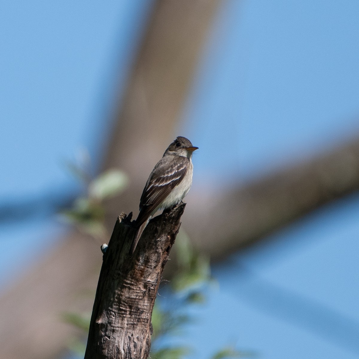 Eastern Wood-Pewee - ML620456313