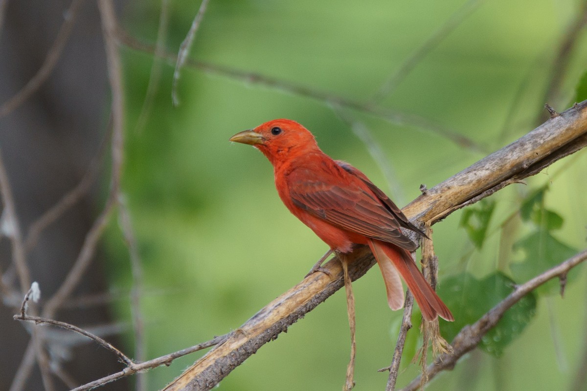 Piranga Roja - ML620456318