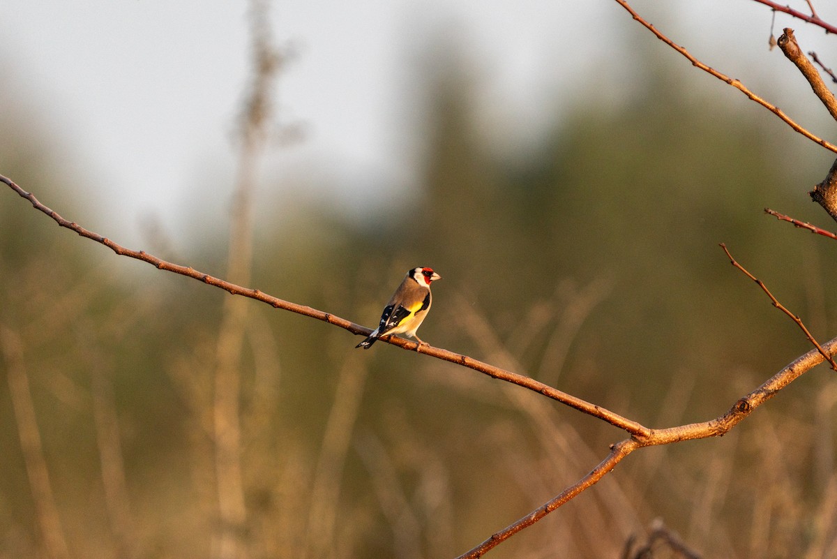 European Goldfinch - ML620456319