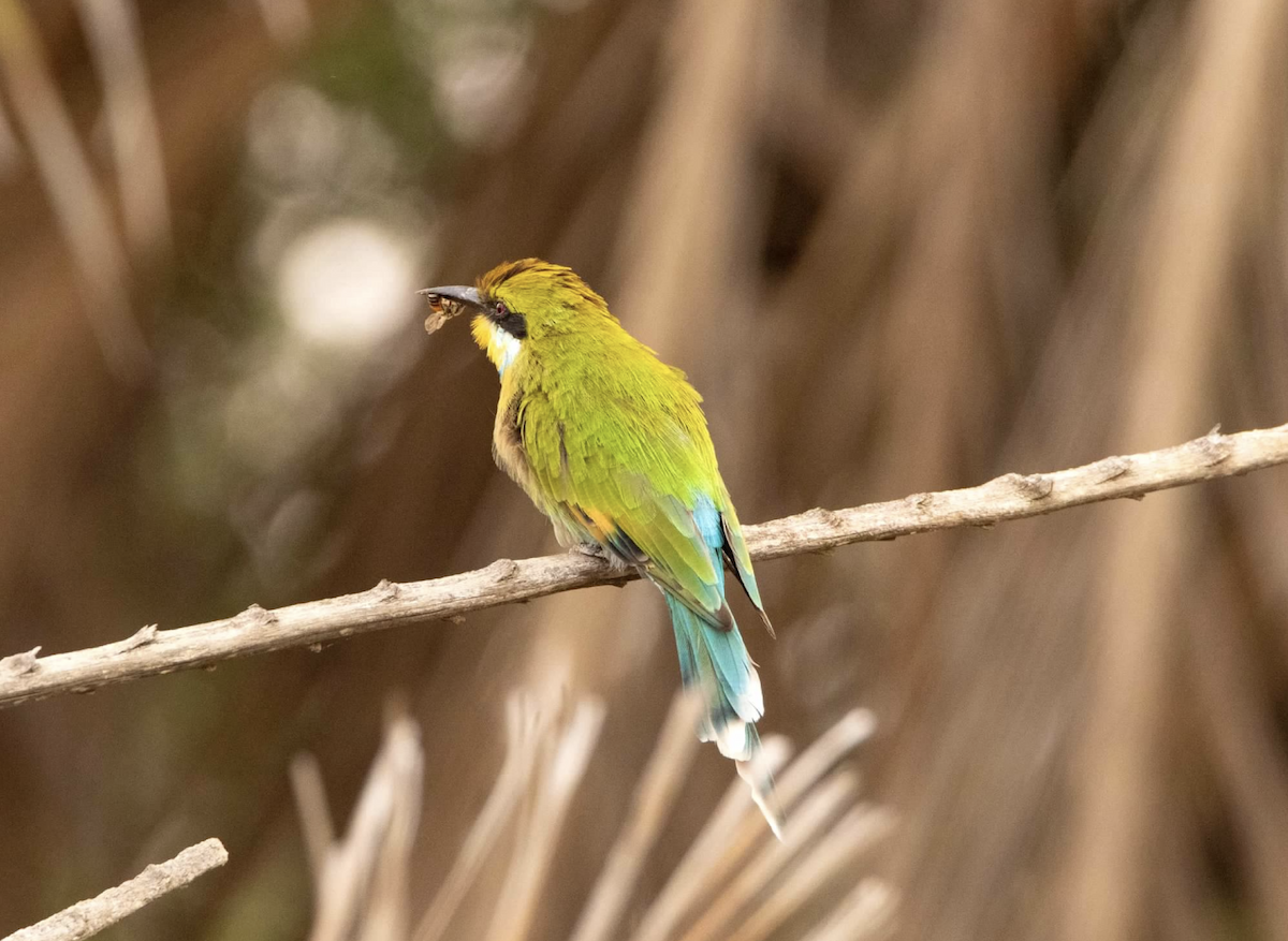 Swallow-tailed Bee-eater - ML620456320