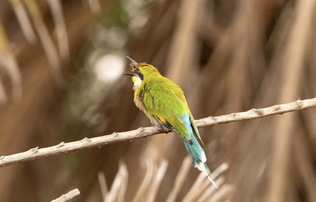 Swallow-tailed Bee-eater - ML620456321