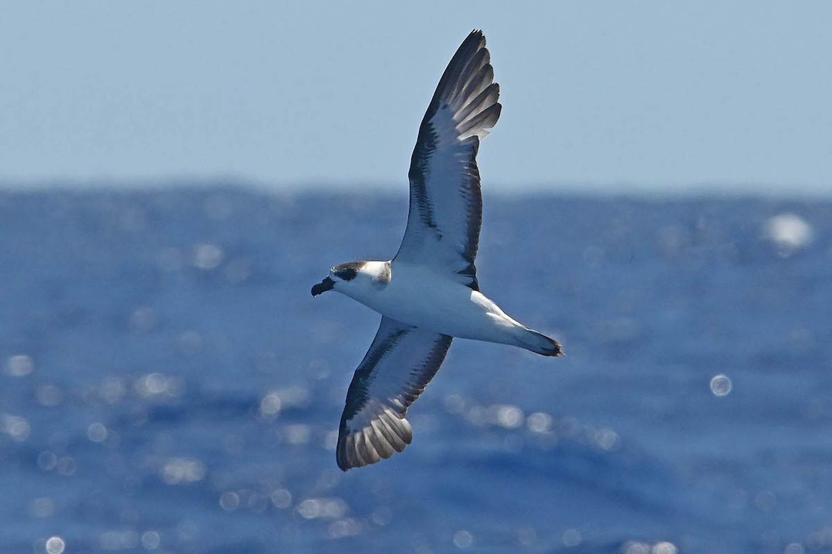 Black-capped Petrel - ML620456336