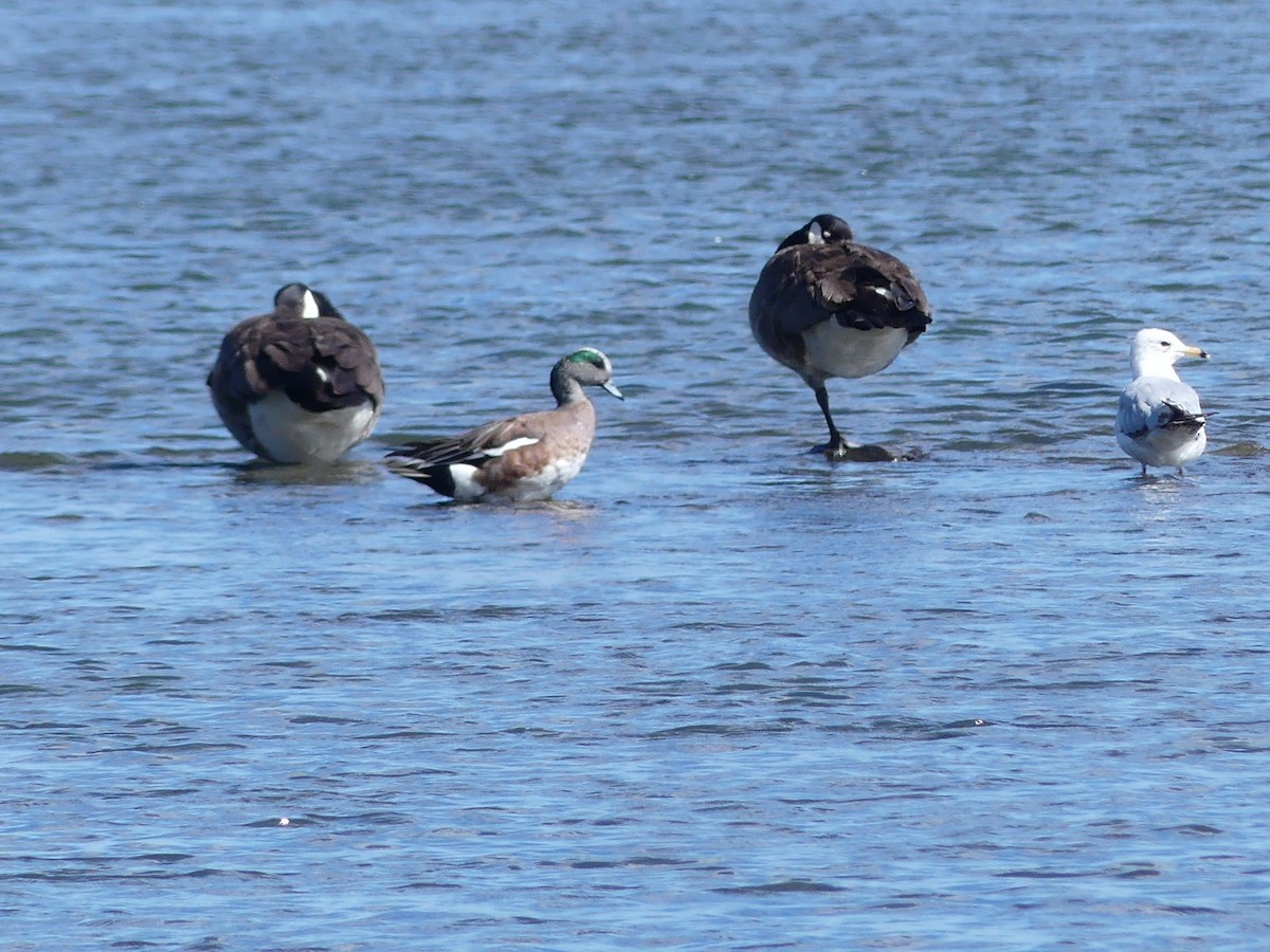 American Wigeon - ML620456339