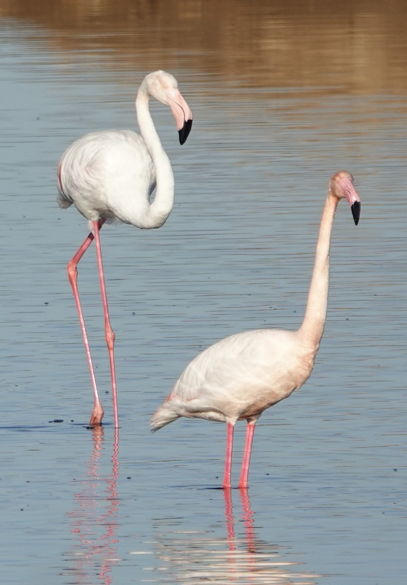 Greater Flamingo - ML620456344