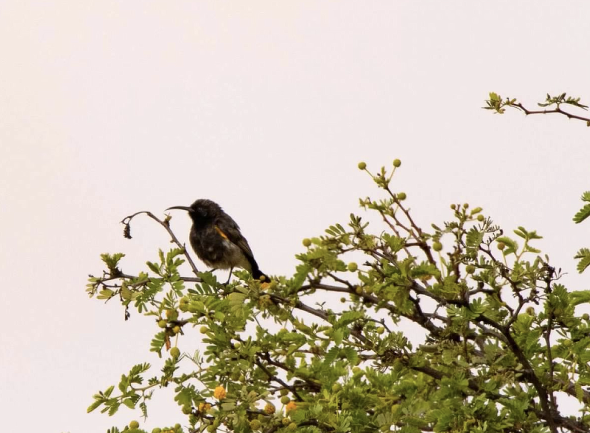 Dusky Sunbird - sheila rowe