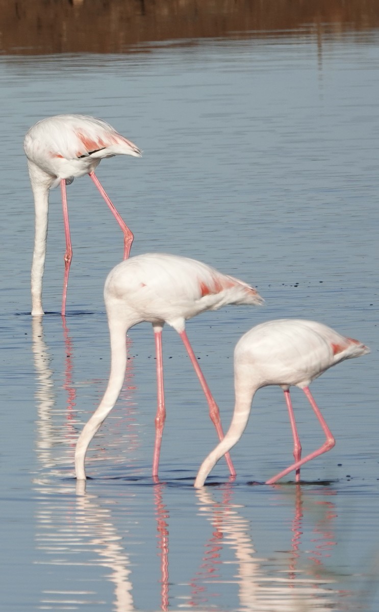 Greater Flamingo - ML620456351