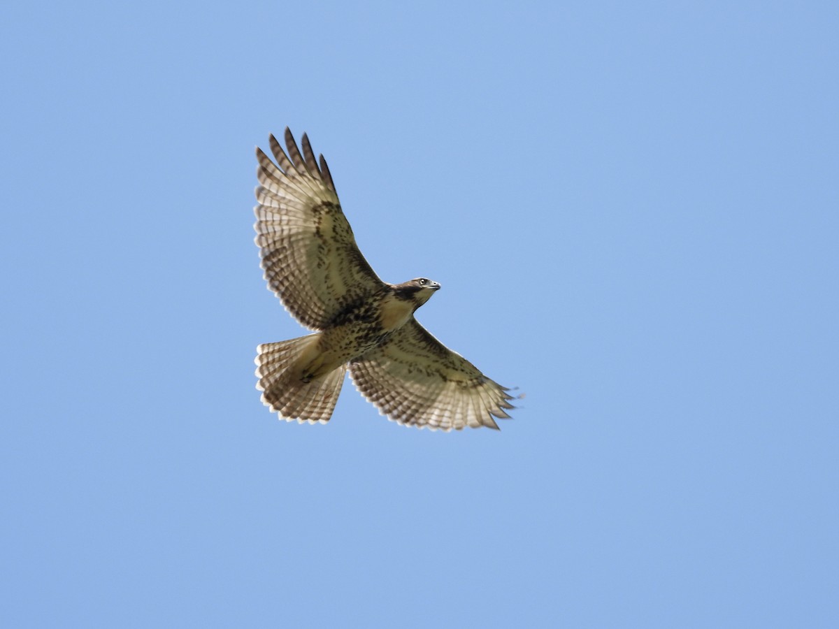 Red-tailed Hawk - ML620456353