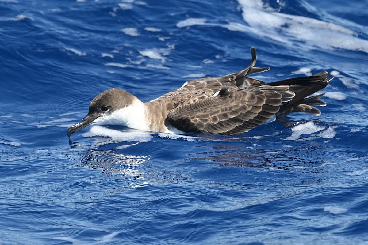 Great Shearwater - ML620456364