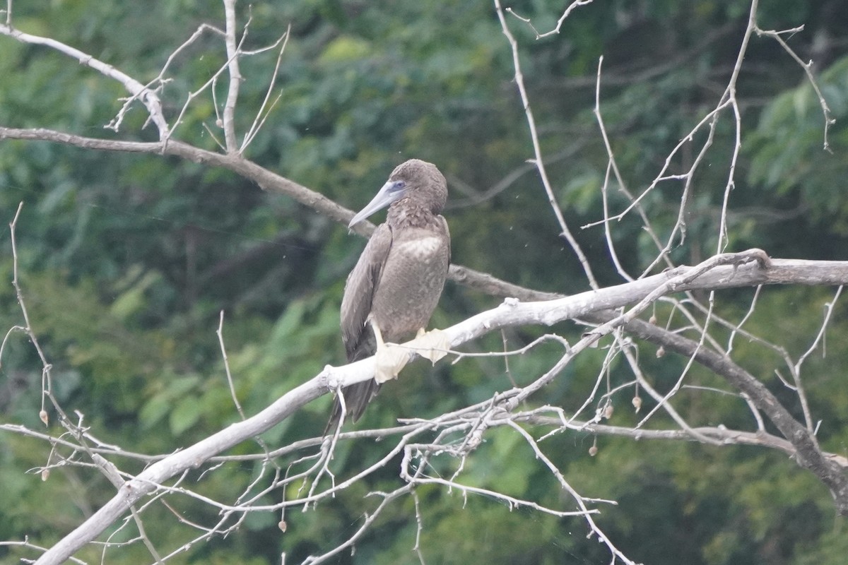 Brown Booby - ML620456368