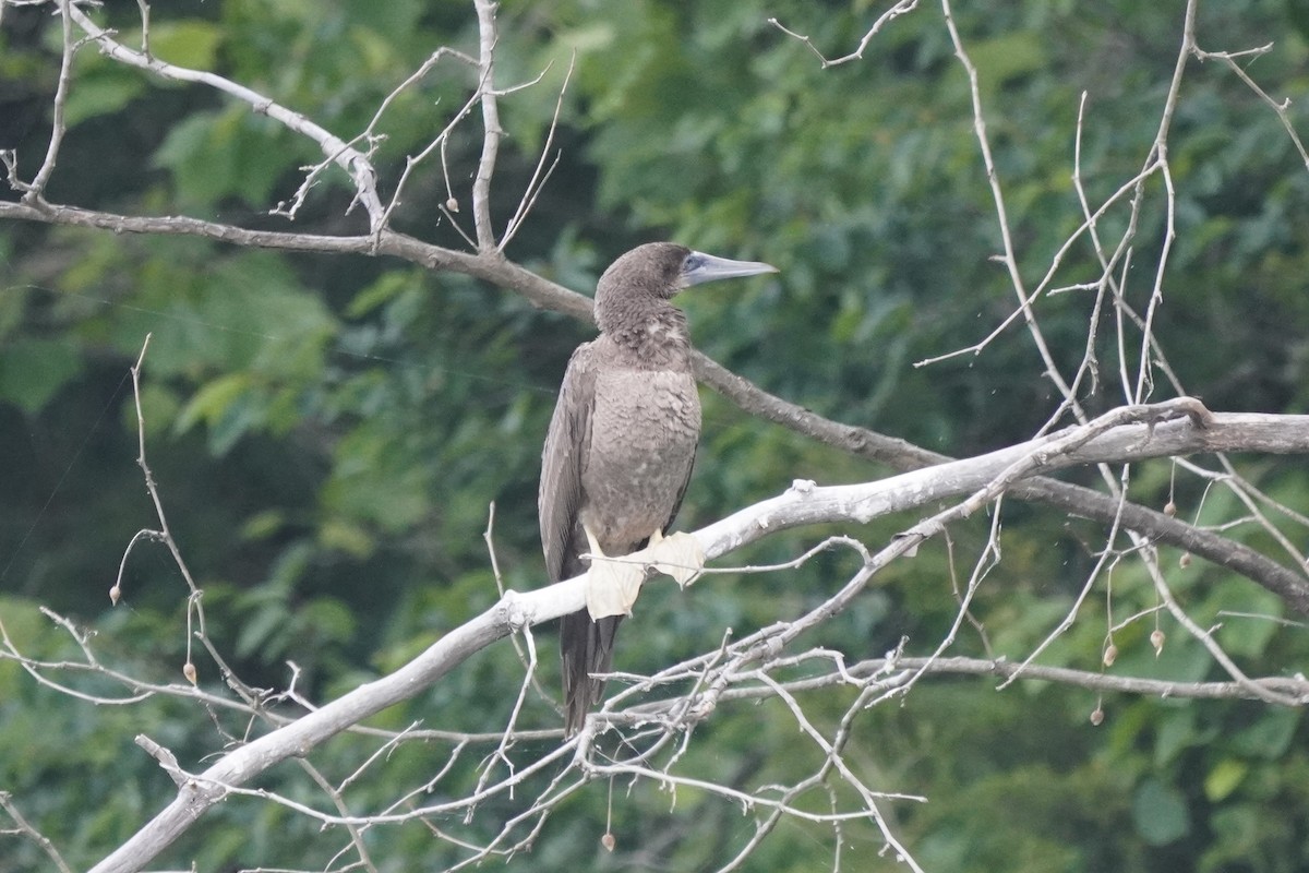 Brown Booby - ML620456371